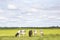 Four grazing cows in a field, cattle in a meadow in the morning light