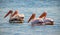 Four Great White African Pelicans the are birds in the pelican family.