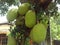 Four green big old jackfruit hanging on the tree