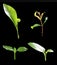 four green seedling on black, included clipping path