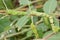 Four green swallowtail caterpillars