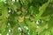 Four green walnuts on the tree