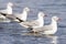 Four Grey Headed Gulls