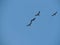 Four Grey Herons in Flight