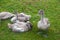 Four grey swans