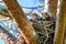 Four grown-up nestlings of a thrush sit in a nest located on the pine tree