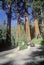 Four Guardian Trees, Sequoia National Park, CA