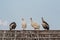 Four Guinea fowls relaxing on the rooftop