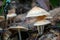 Four gymnopus mushrooms on the soil