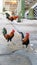 Four Gypsy chickens roaming the streets