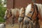 Four haflinger horses