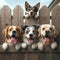 Four happy dogs of different breeds peeking over a wooden fence, showcasing their playful and friendly nature.