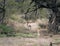 Four hares Antelope Jackrabbit Lepus alleli play in Saguaro National Park,  Arizona, US. Spring, march