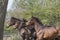 Four heads of stallion horses, at a sunny day. Galloping dressage horse stallions in a meadow. Breeding horses