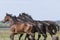 Four heads of stallion horses, at a sunny day. Galloping dressage horse stallions in a meadow. Breeding horses