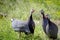 Four Helmeted guinea fowl birds Shocked showing on grass field