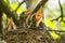 Four Ñhicks in a nest on a tree branch in spring in sunlight