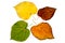 Four high resolution autumn leaves of lime tree