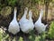 Four hissing white goose