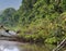 Four Hoatzin birds sitting on a fallen tree, in the Amazon rainforest, in Tambopata, Peru