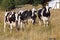 Four Holstein Cows