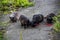 Four homeless stray cats eat dry food