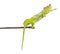 Four-horned Chameleon reaching away