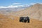 Four horse in harness on pasture in Kyrgyzstan.