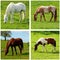 Four horses