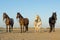 Four horses on the beach