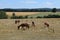four horses on dry late summer grassland