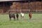 Four horses on farm