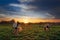 Four Horses in Field at Sunset