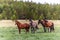 Four horses on a green meadow against the background of a blurred forest