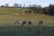 Four Horses with Horse Blankets to keep out the cold grazing in Fields close to Leysmill,