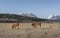 Four Horses in the Rocky Mountain Foothills