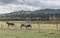 Four Horses on the Stoney Indian Reserve