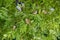 Four house sparrows in a tree