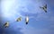 Four humming birds in different positions on a branch against a bright blue sky.