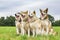 Four huskies sitting together in a row