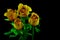 Four hybrid topaz yellow roses on dark background