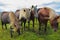 Four Icelandic horses