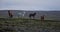 Four Icelandic horses in the evening light.