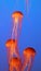 Four jellyfish floating gracefully