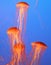 Four jellyfish with thin tentacles