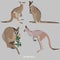 Four kangaroos - the gray kangaroo and the wallaby