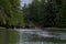 Four kayaks are paddled down a narrow passage crowded by evergreen trees