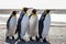 Four King Penguins (Aptenodytes patagonicus) standing together o