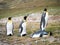 Four King Penguins with One on Its Belly