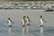 Four king penguins standing on the sandy beach